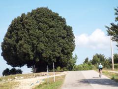 L'Eroica20145ottobre 111.jpg