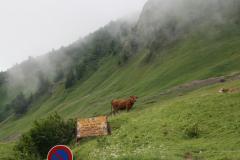 IMG_3526.JPG