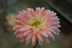 6Y7A5158.JPG
