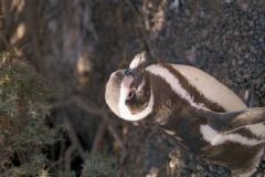 img045.jpg